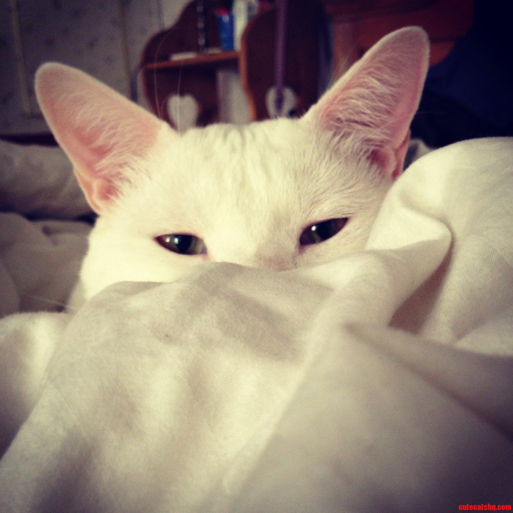 Let Me Stalk My Prey
