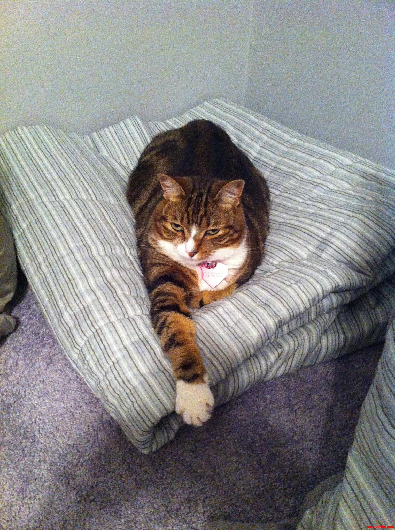 Like a Fukin Boss