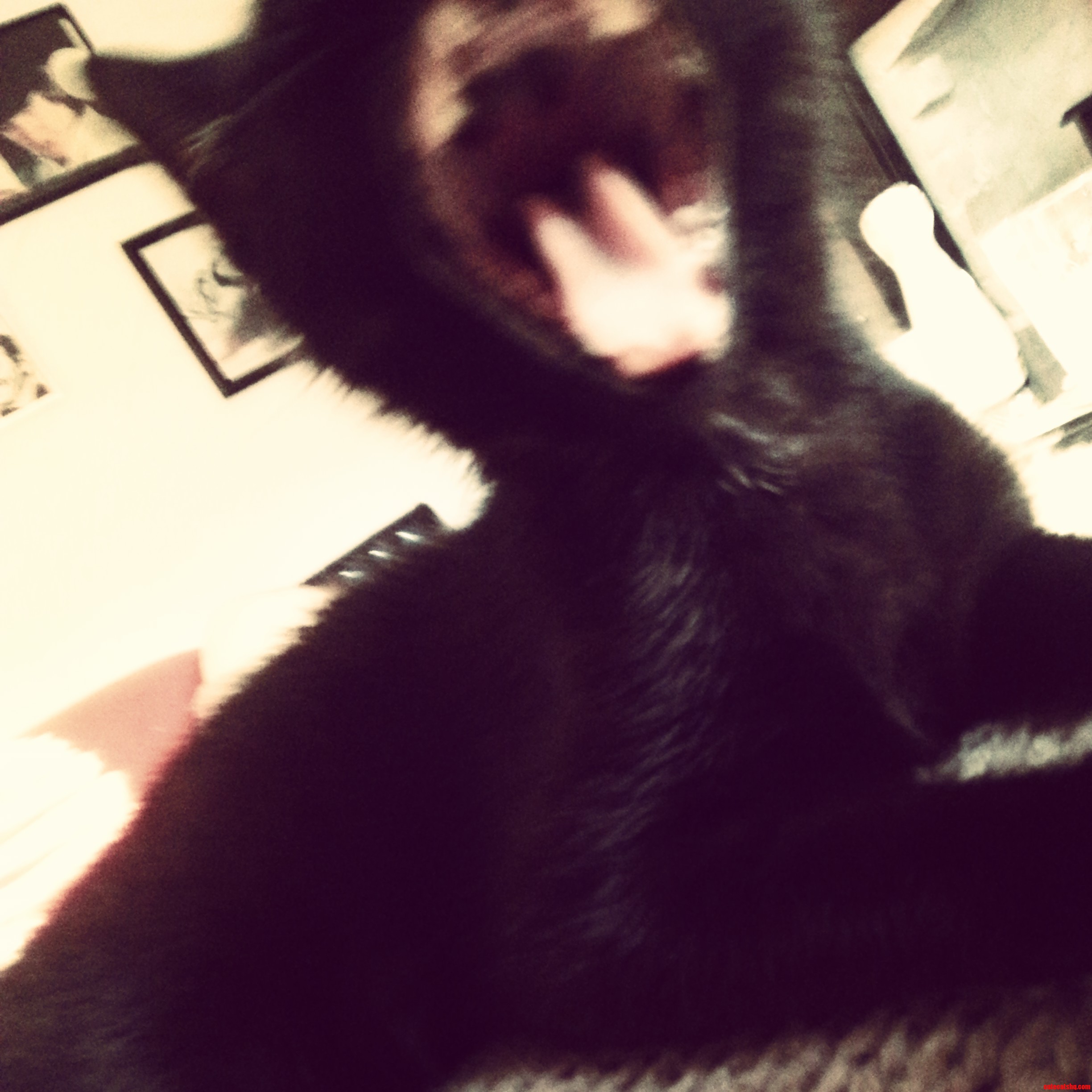 Lioness