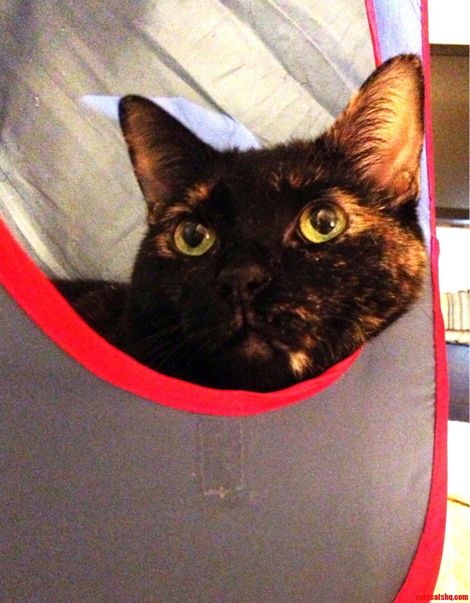 Lizzy Hanging Out in Her Cube.