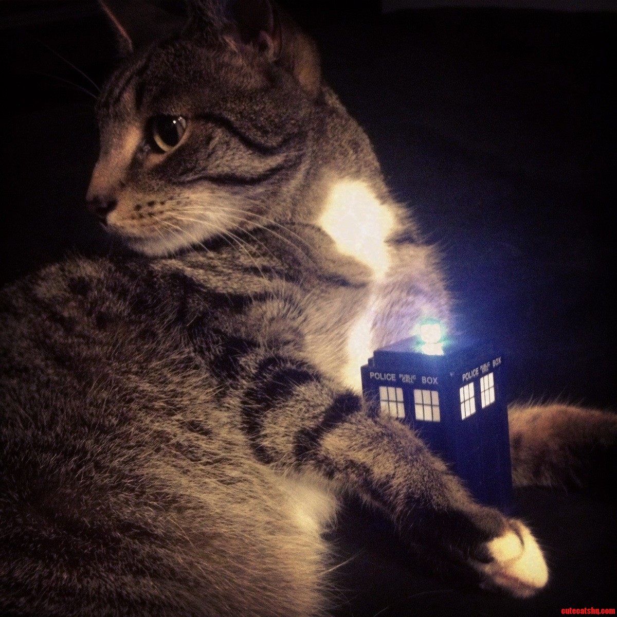 Logan  Time Traveling Cat