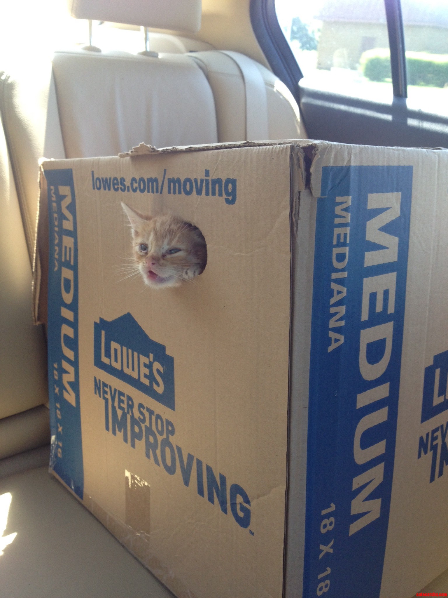 Look What Came with the Moving Box