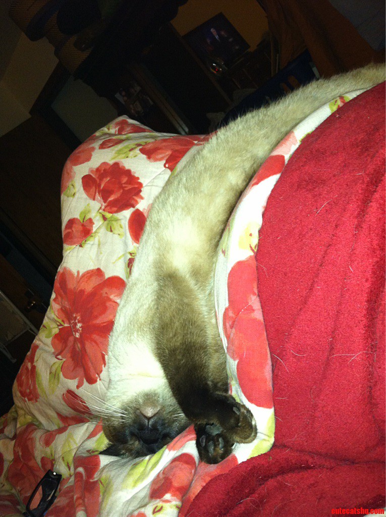Looks Comfortable.