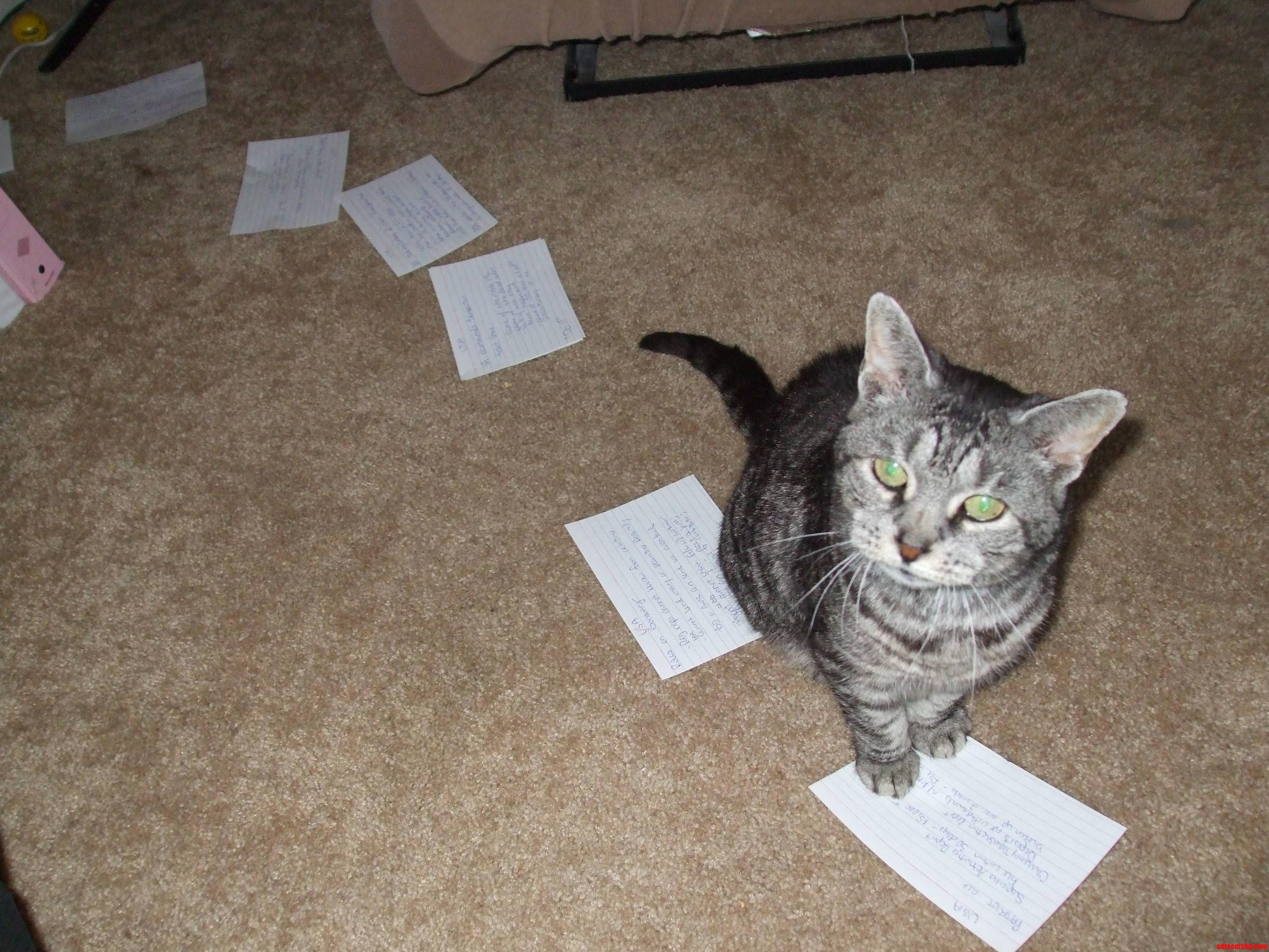 Lost This Little Old Kitty to a Stroke One a Year Ago Today. Still Miss You  Buffy