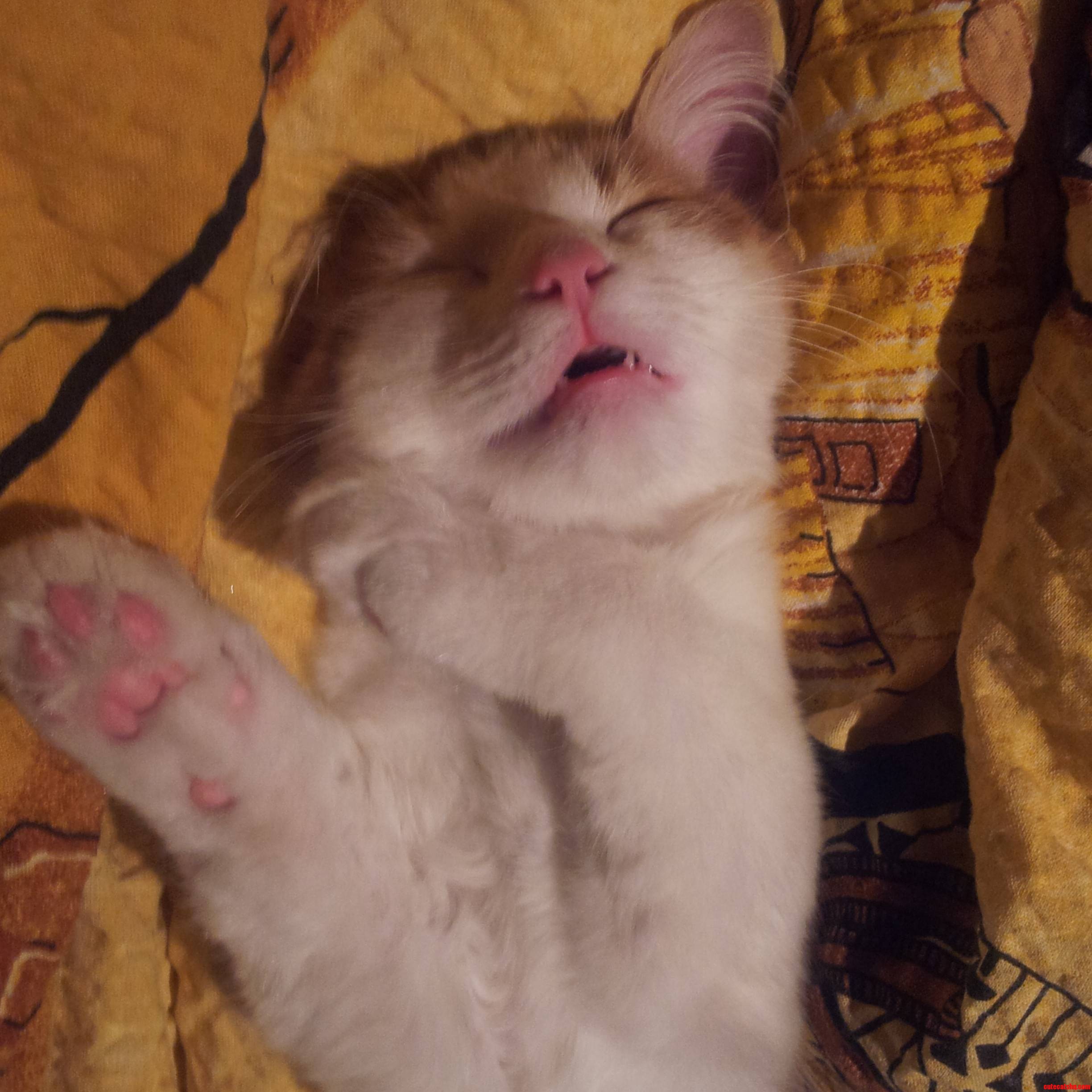 Lucky Luke Slept Like This for Hours.