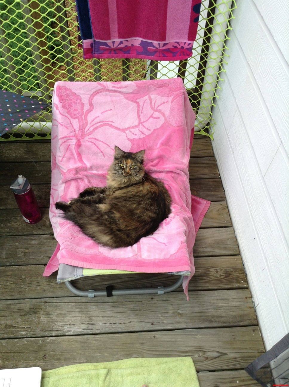 Lucy  My First Cat Living on My Own  Enjoys Sunning on Her Private Catio.