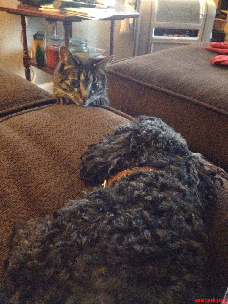 Luna Isn T Sure About My Sister S Dog.