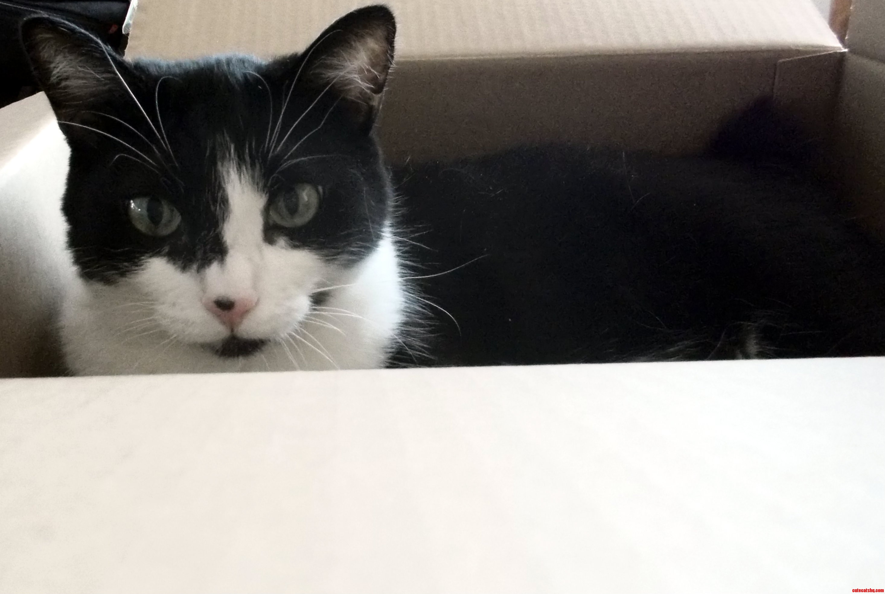 Manx in a Box