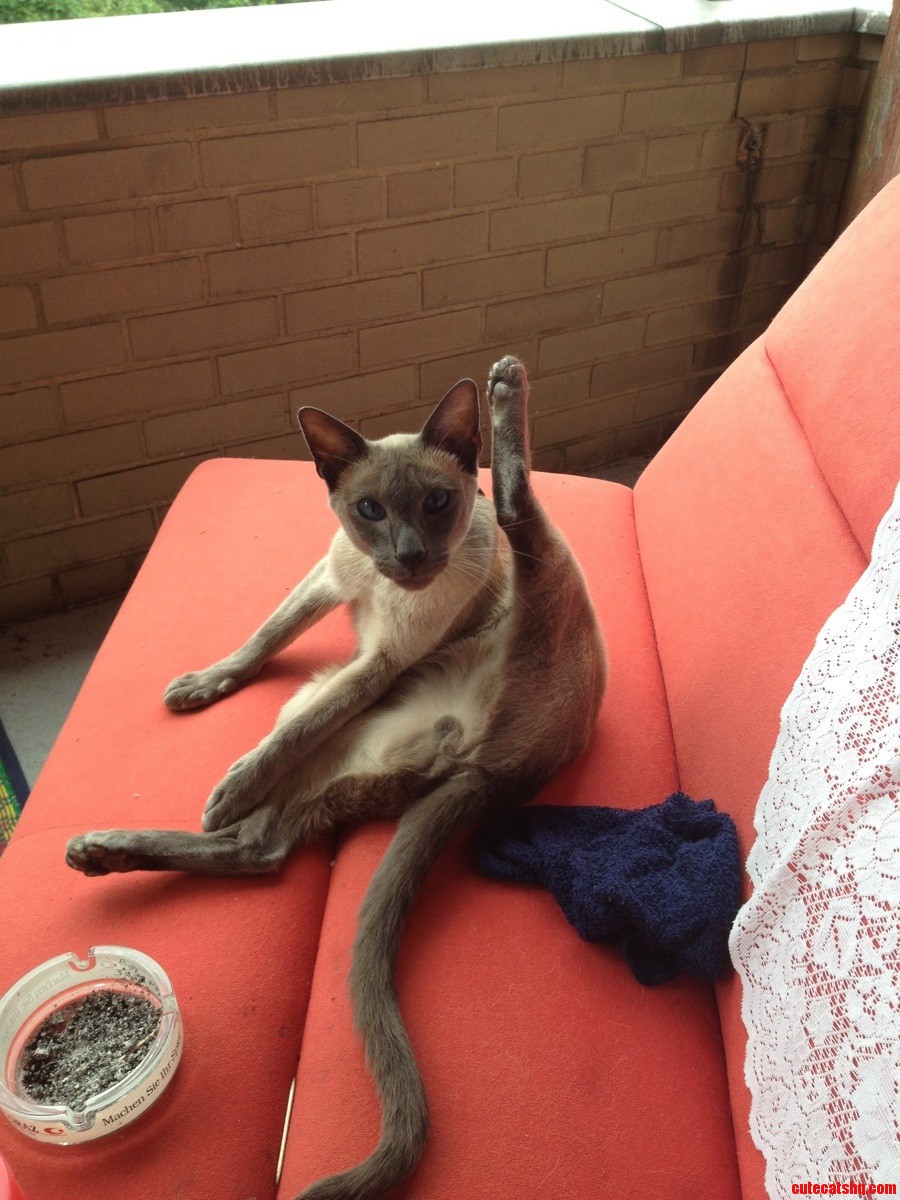 Mao  Our Blue Point Siamese in a Very Awkward Position.