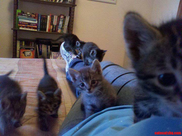 March of the Cats