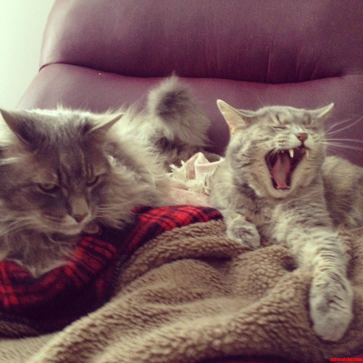 Me and My Girlfriend Watching Chelsea Lately