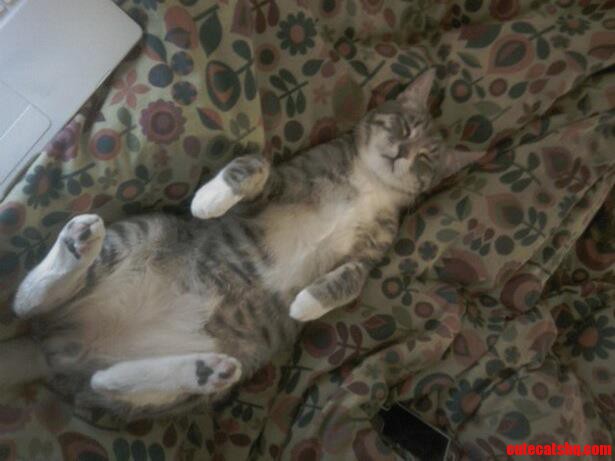Meet a Sleepy Bobby Digital.