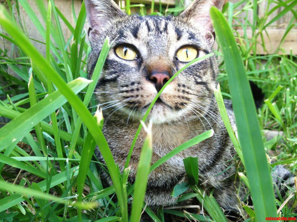 Meet Beans.