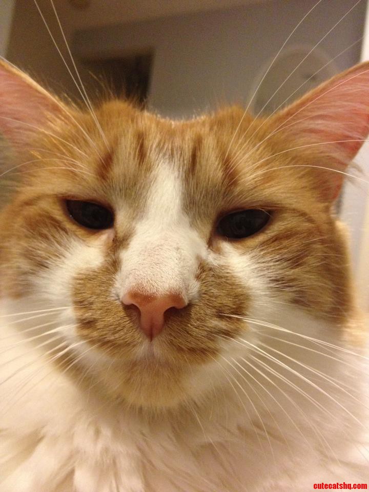 Meet Chuck. Chuck Norris. This  Is His Angry Face.