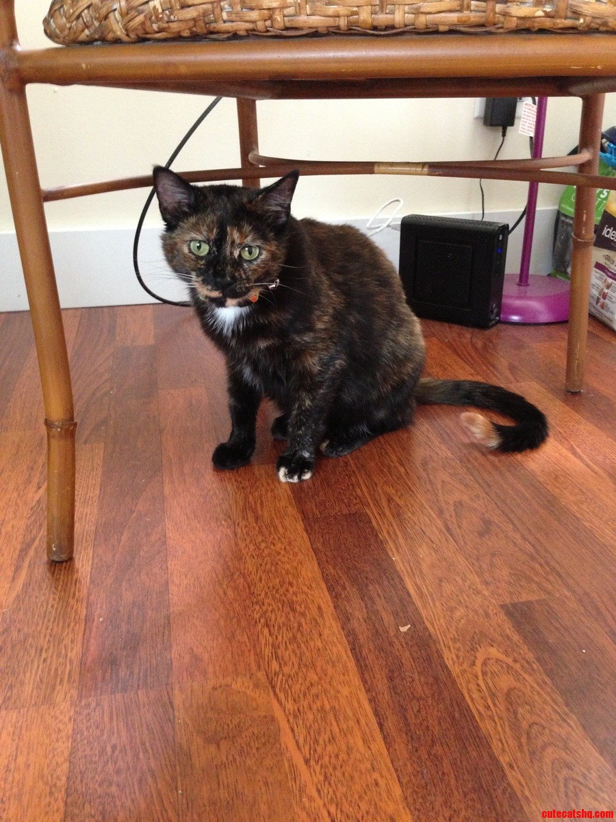 Meet Dippy-check Out Her Tail