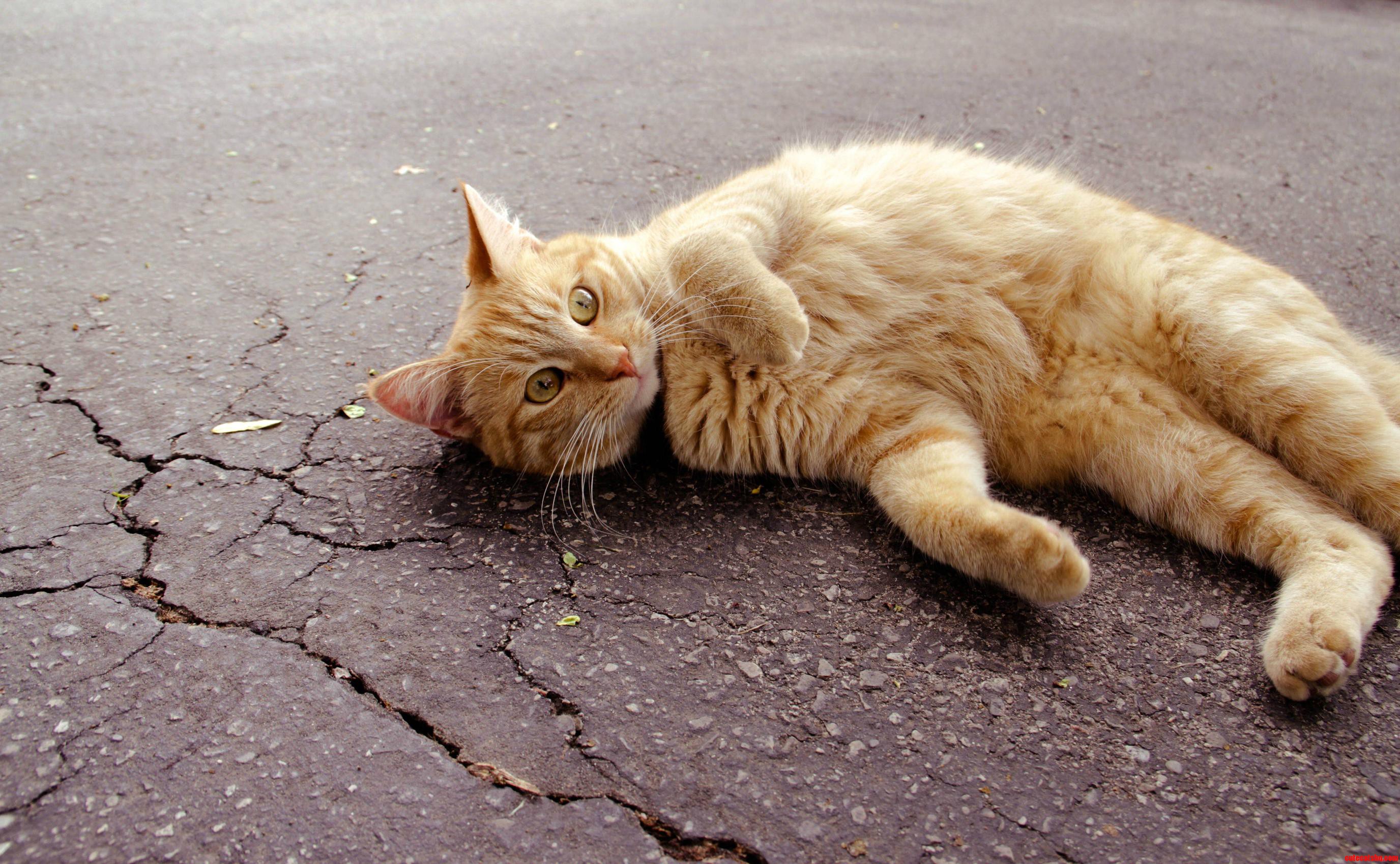 Meet Ginger  Hanging Out on the Pavement