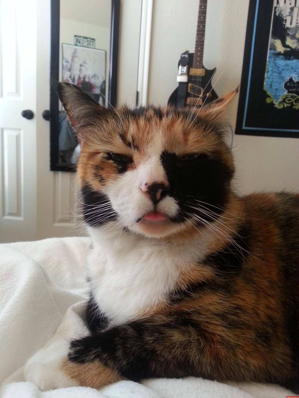 Meet Gizmo  the Little Dummy Cat.