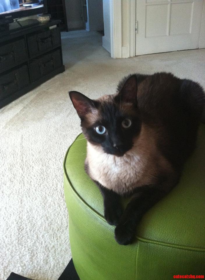 Meet Hamlet