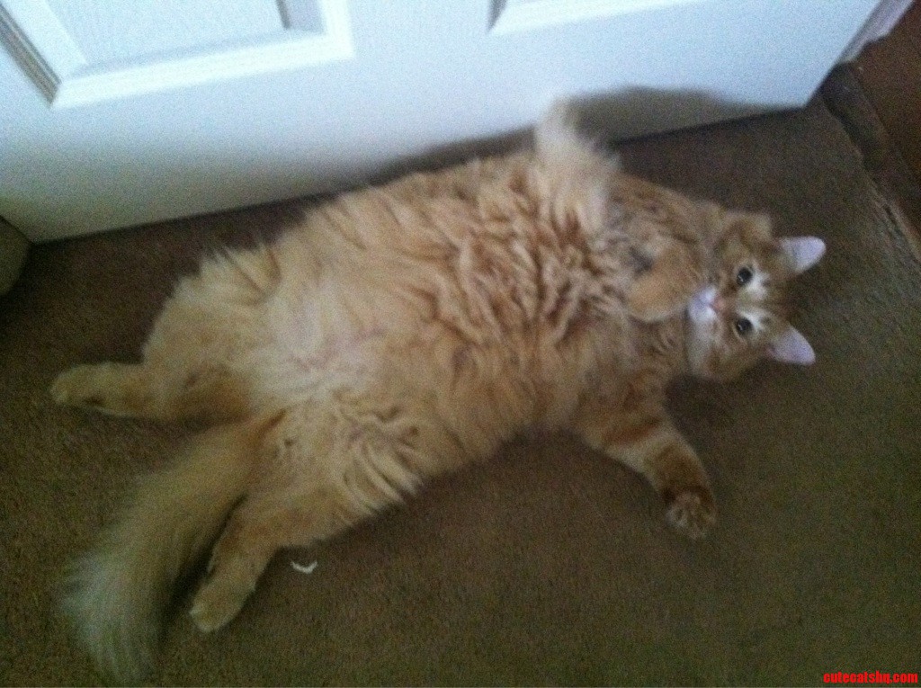 Meet Hobbes  My 3 Year Old Fuzzball. He S Very Photogenic and Has Interesting Poses.