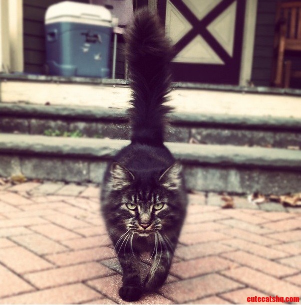 Meet Jasper the Most Badass of Cats