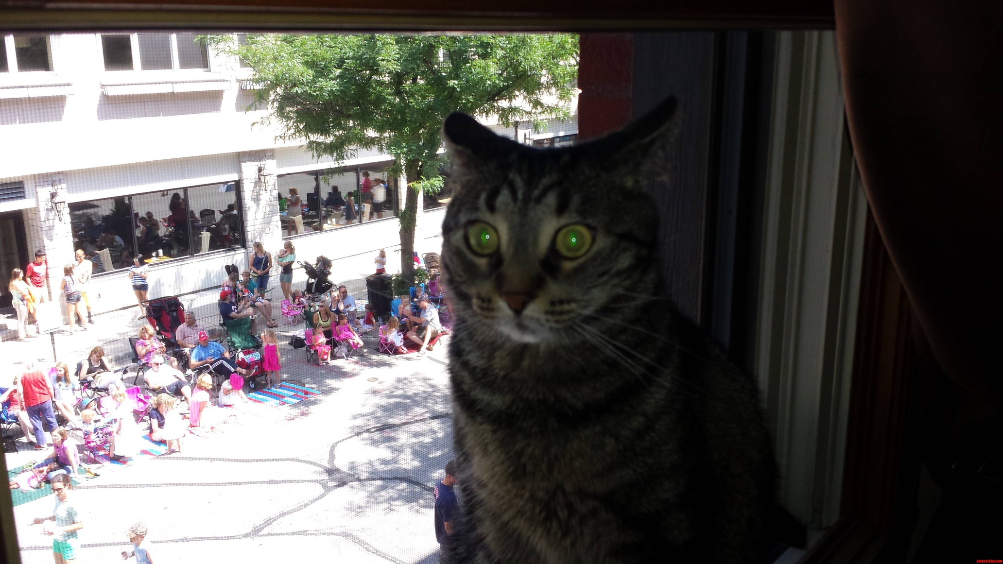 Meet Kitty She Is Not a Fan of the Parade