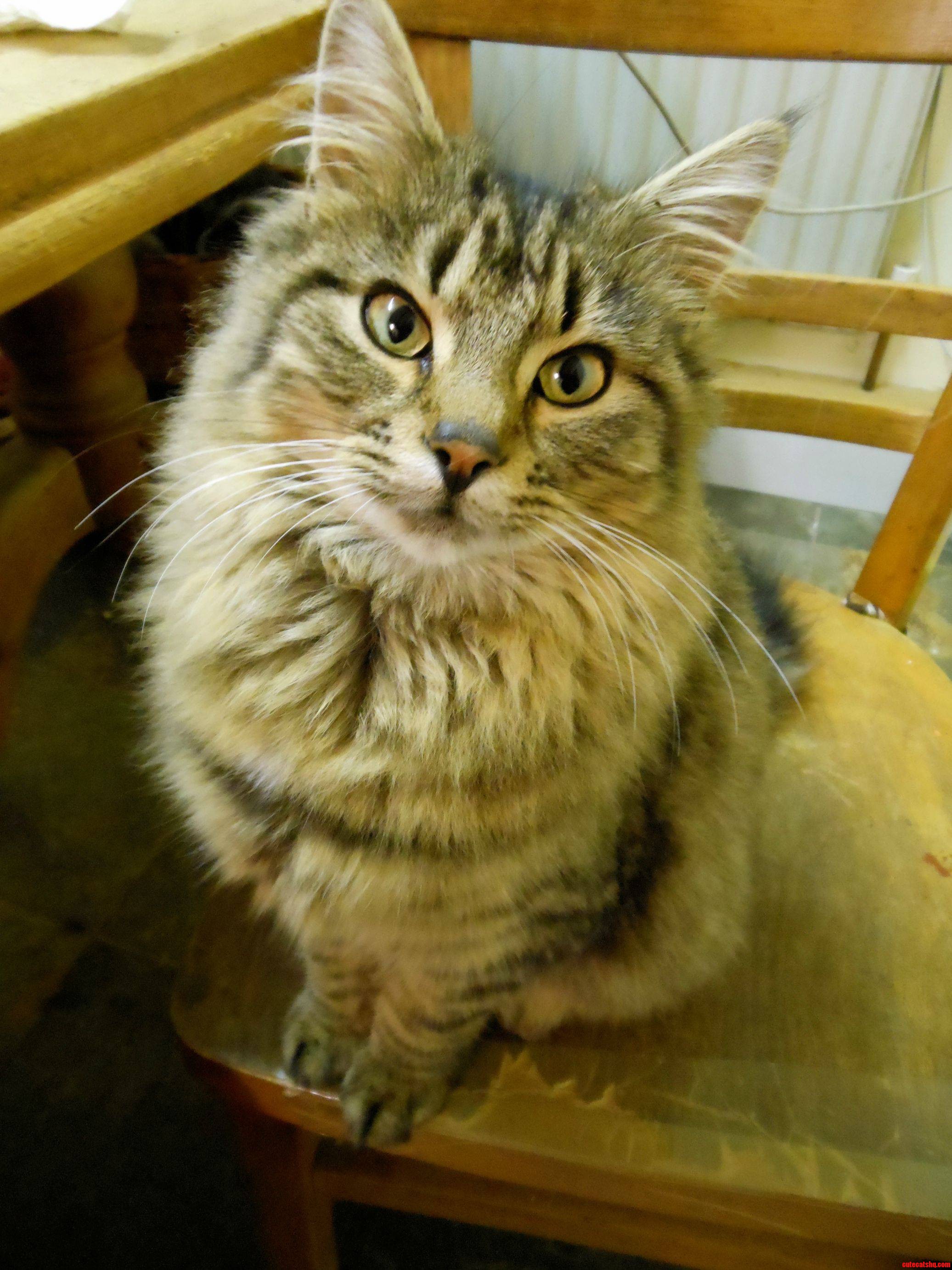 Meet Luna - Also Known As  Rufty Tufty  - Her Eyes