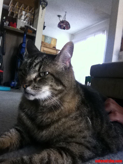 Meet Luna  the Stern Cat.