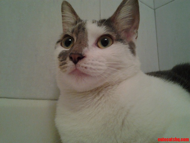 Meet Majestic Morro.
