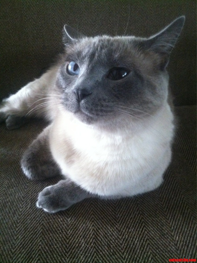 Meet Miss Kitty. She Has No Color in the Iris of Her Left Eye.