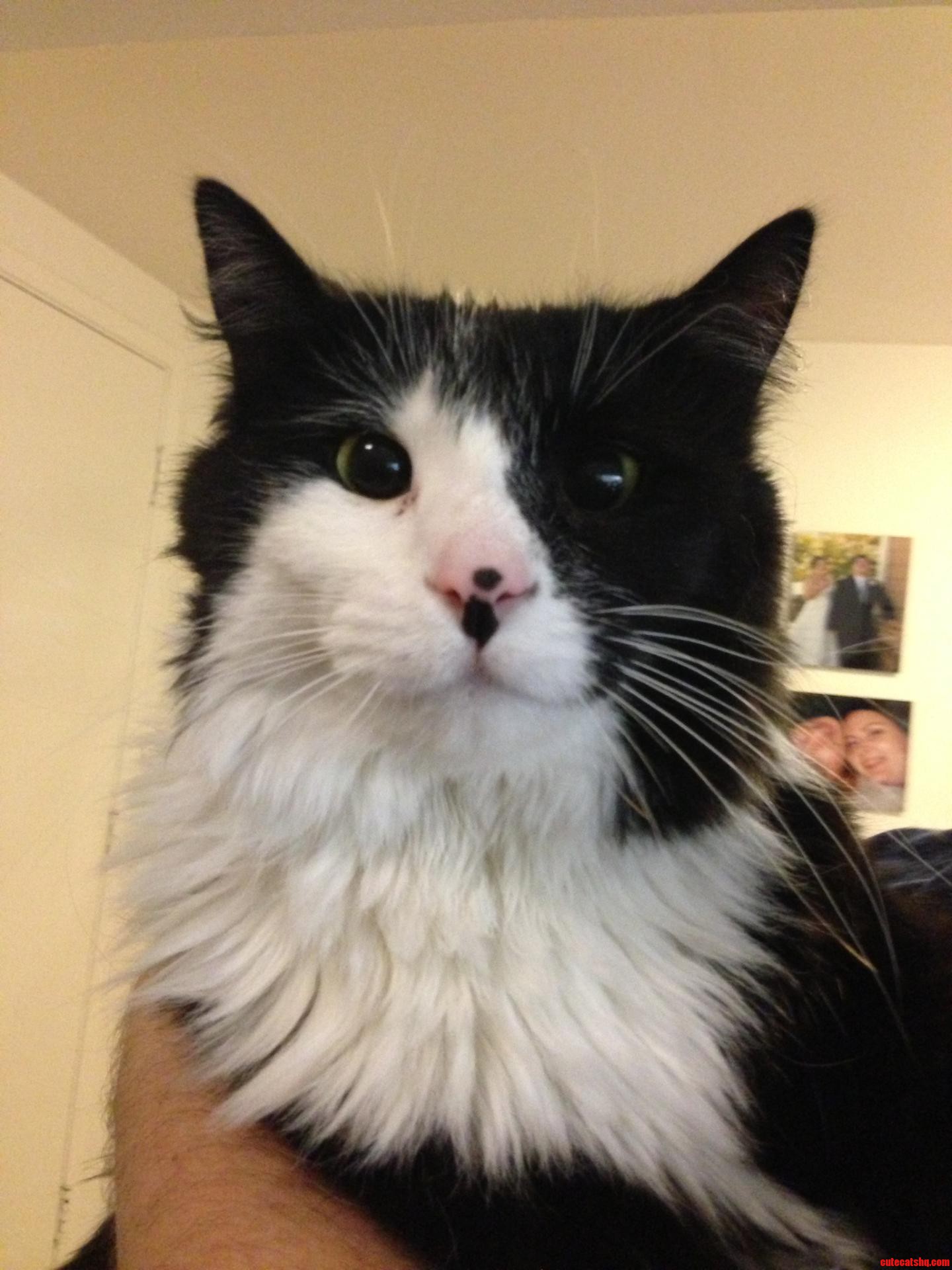 Meet My Friend S Adopted Cat That S Made His House Her House