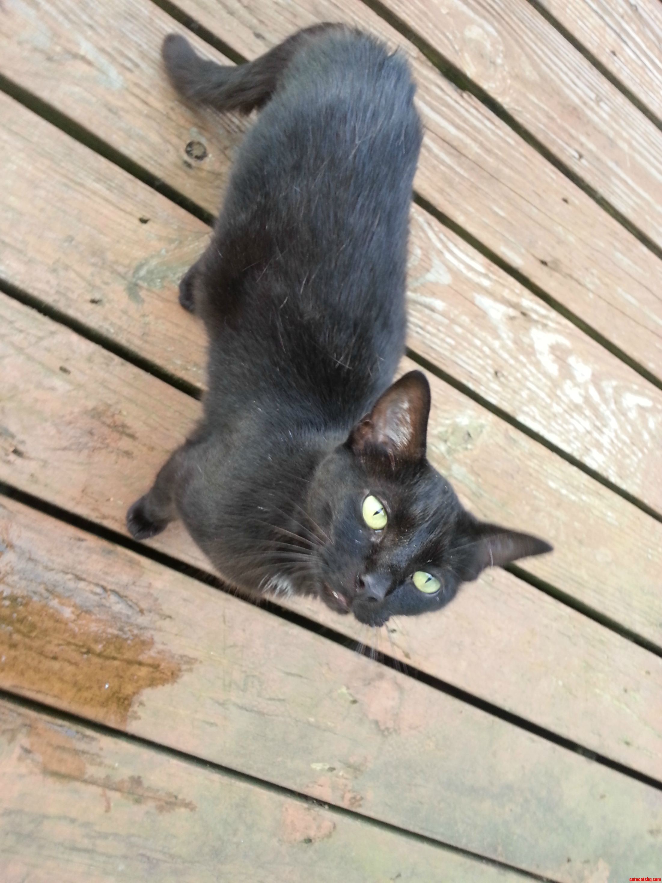Meet My Kitty.