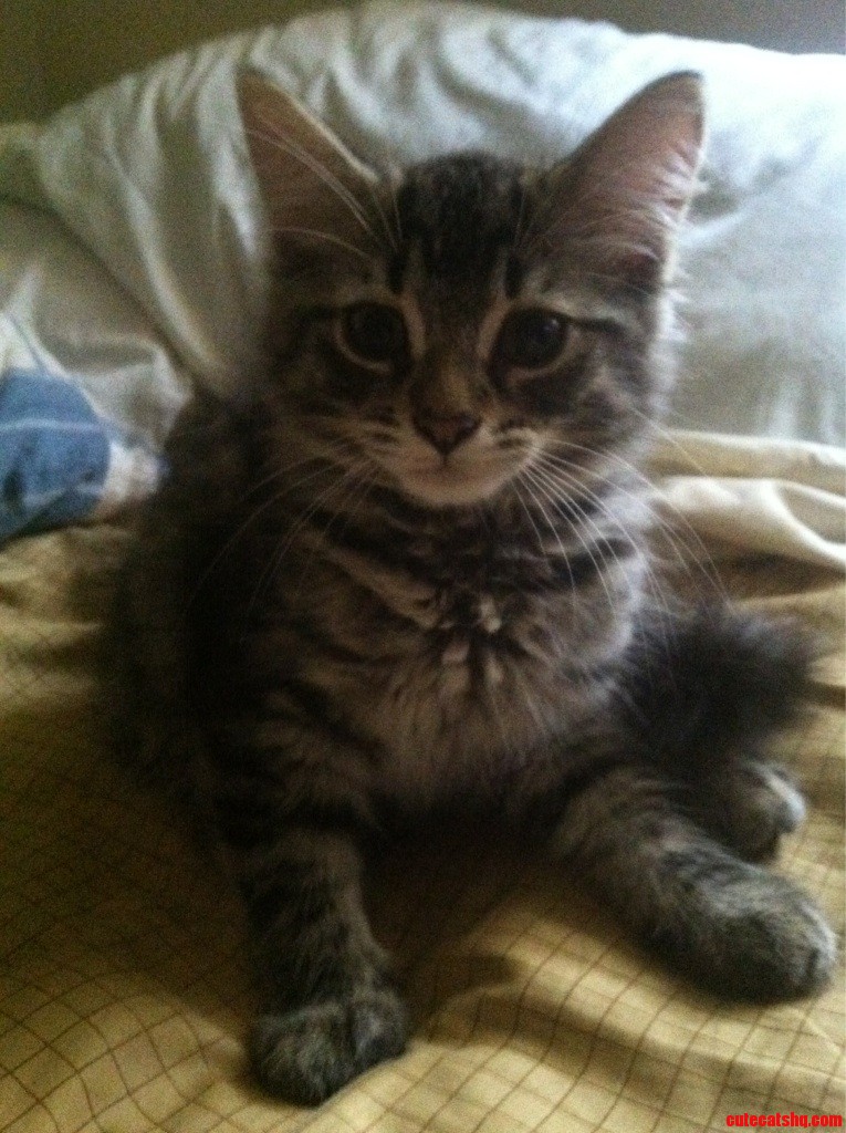 Meet My New Kitten Zephy