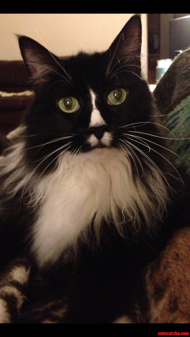 Meet My Old Boy Oreo.