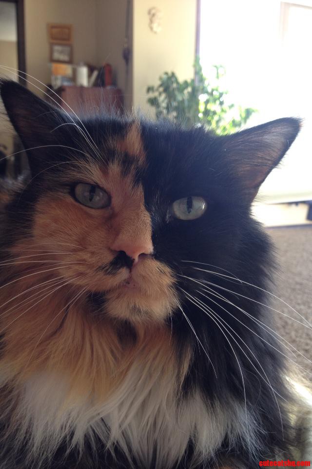 Meet My Siberian Cat Amigo 3