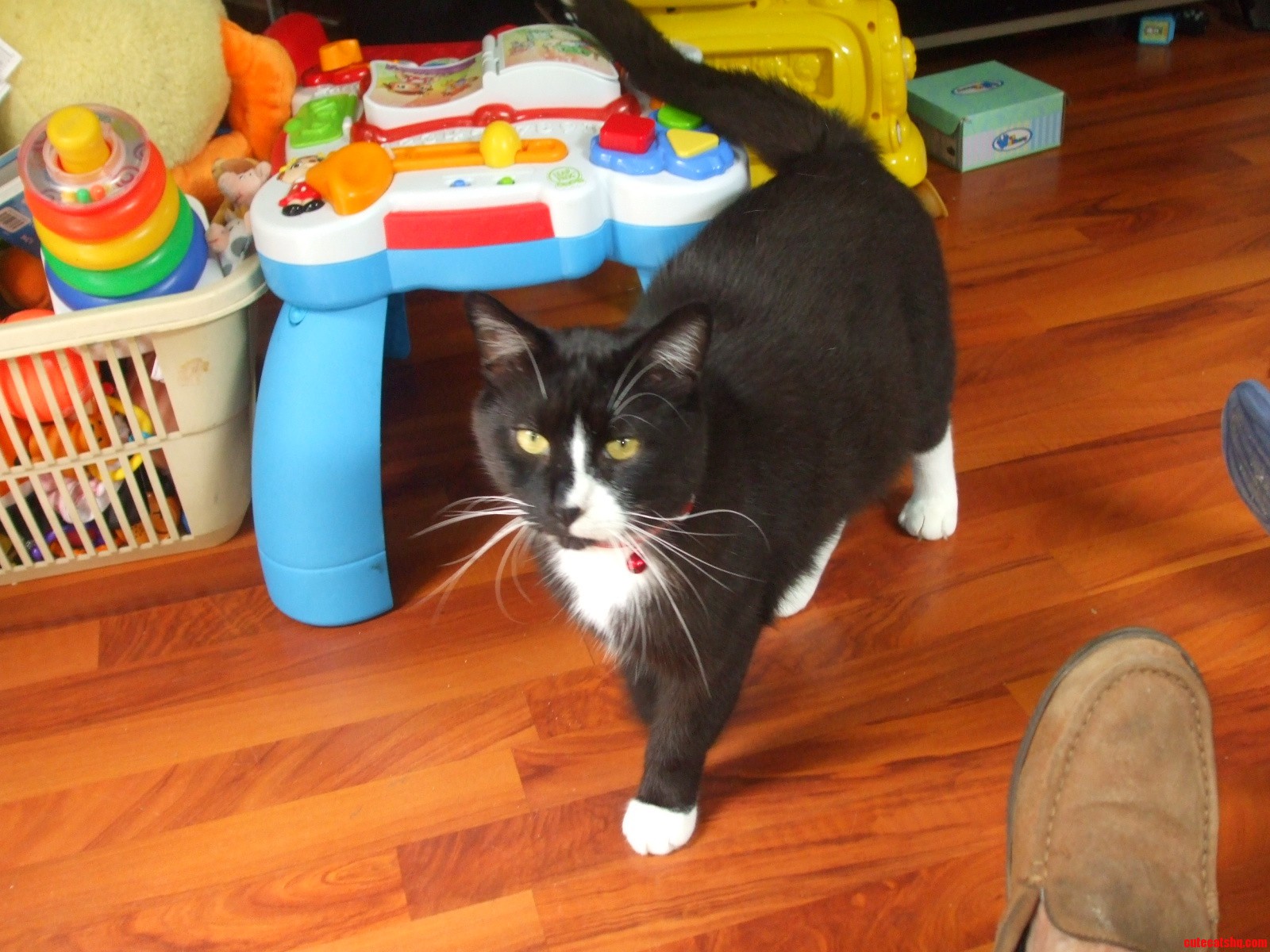 Meet Odin Our New Rescue. He Even Deals Well with My Seven Year Old S Shenanigans and My Toddler S Insanity.
