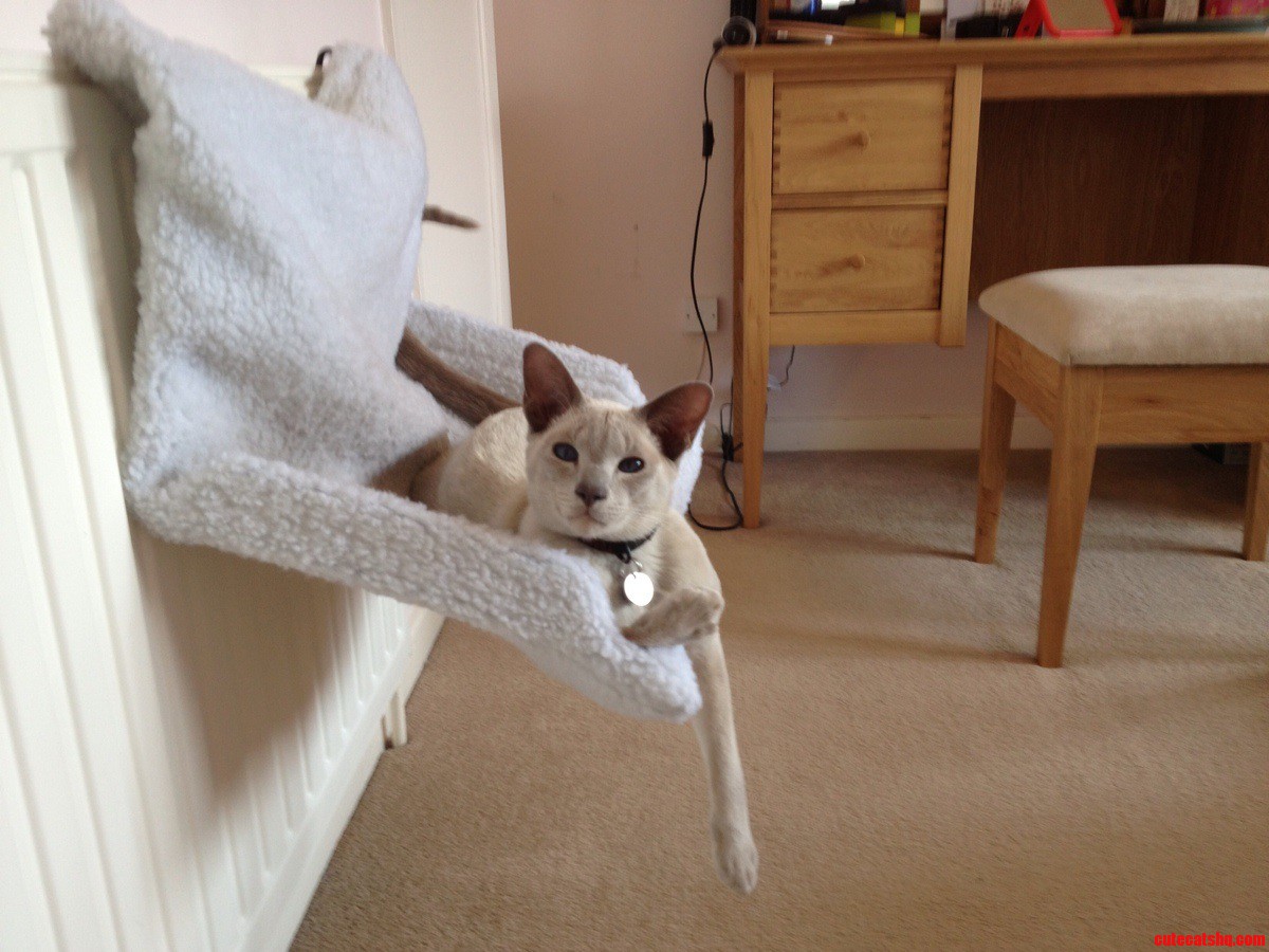 Meet Perry. in His Favourite Chill-out Spot.