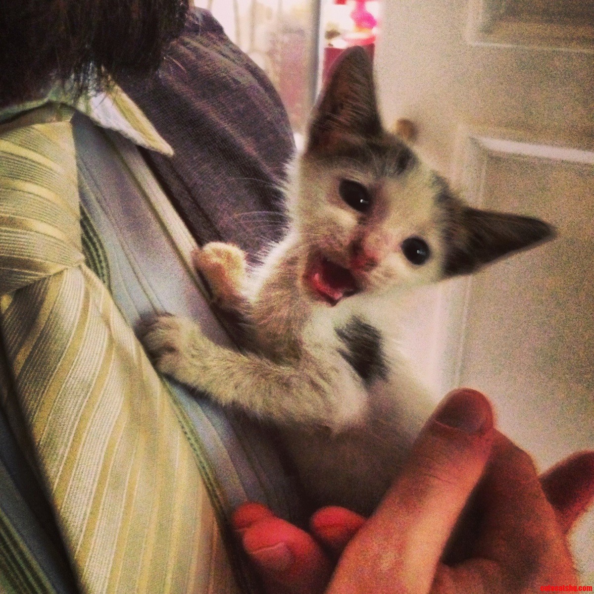 Meet Raja  the  5 Week Old Stray Kitten That Chose Us.  More Pics in Comments.