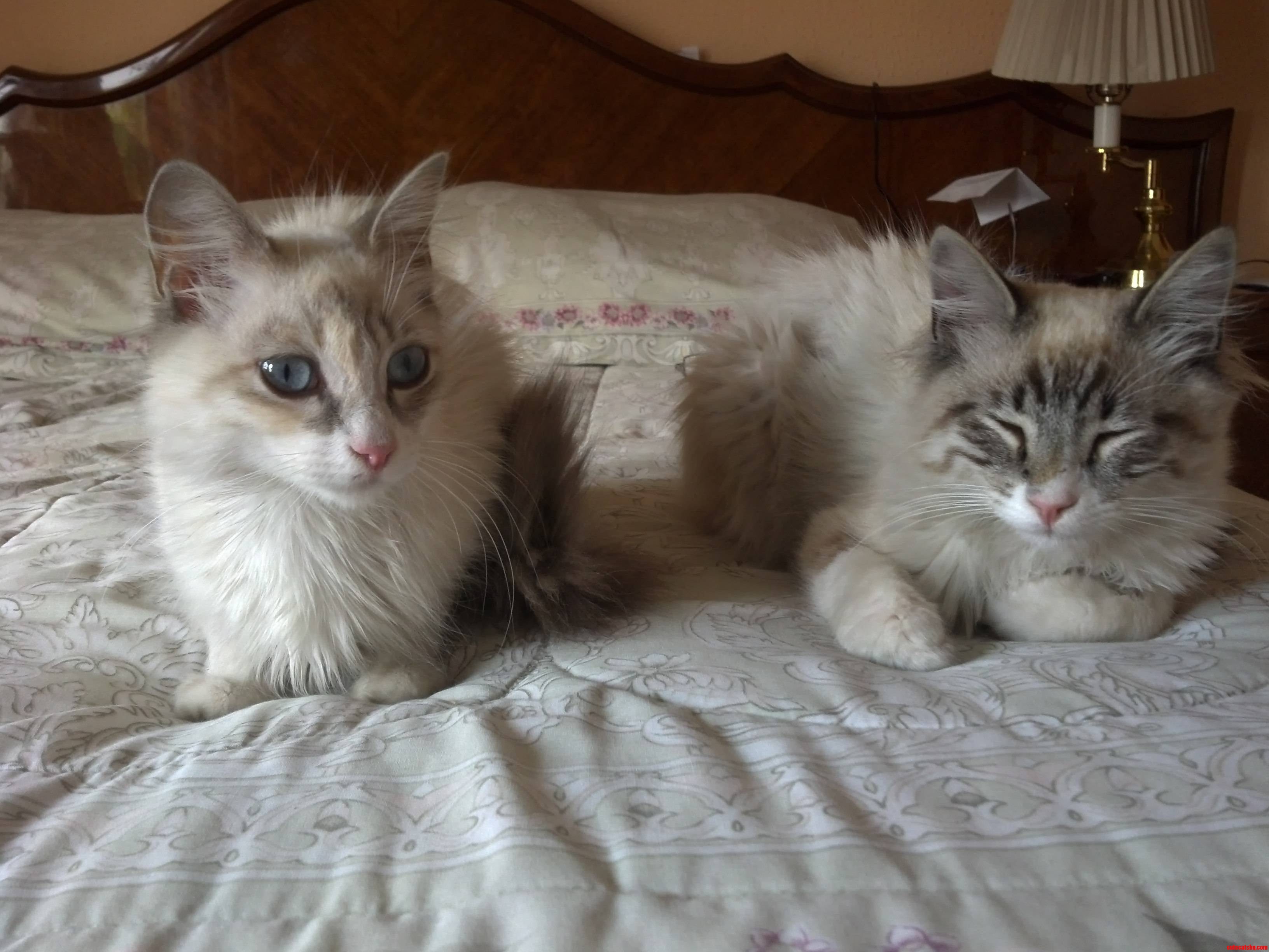 Meet These Lazy Bastards.