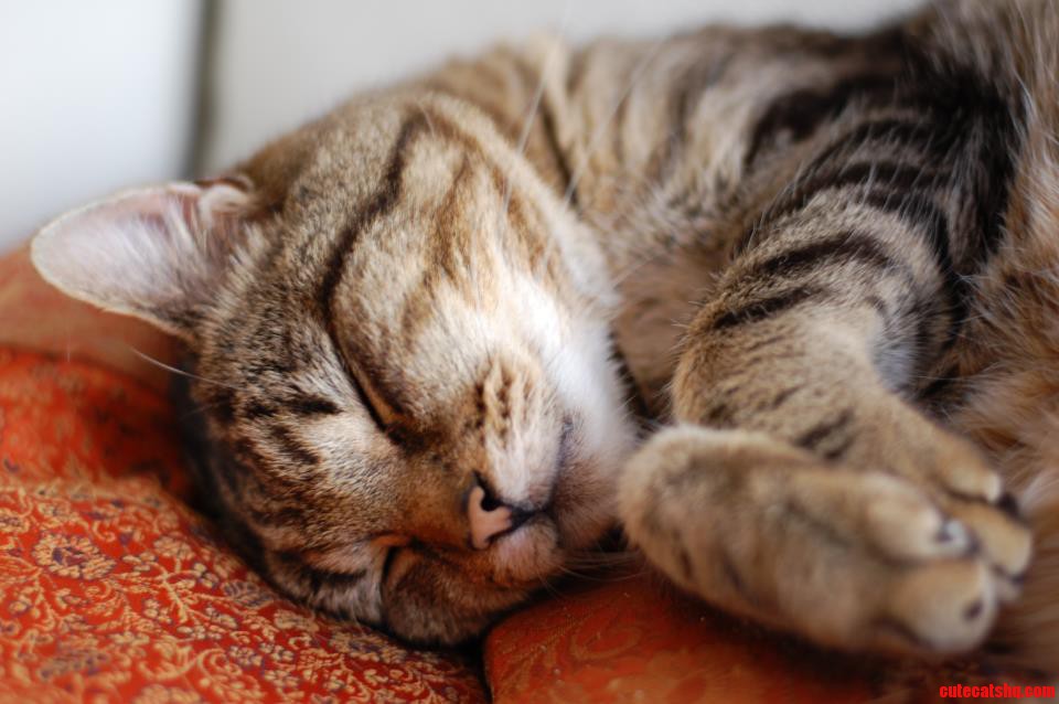 Meet Tigs