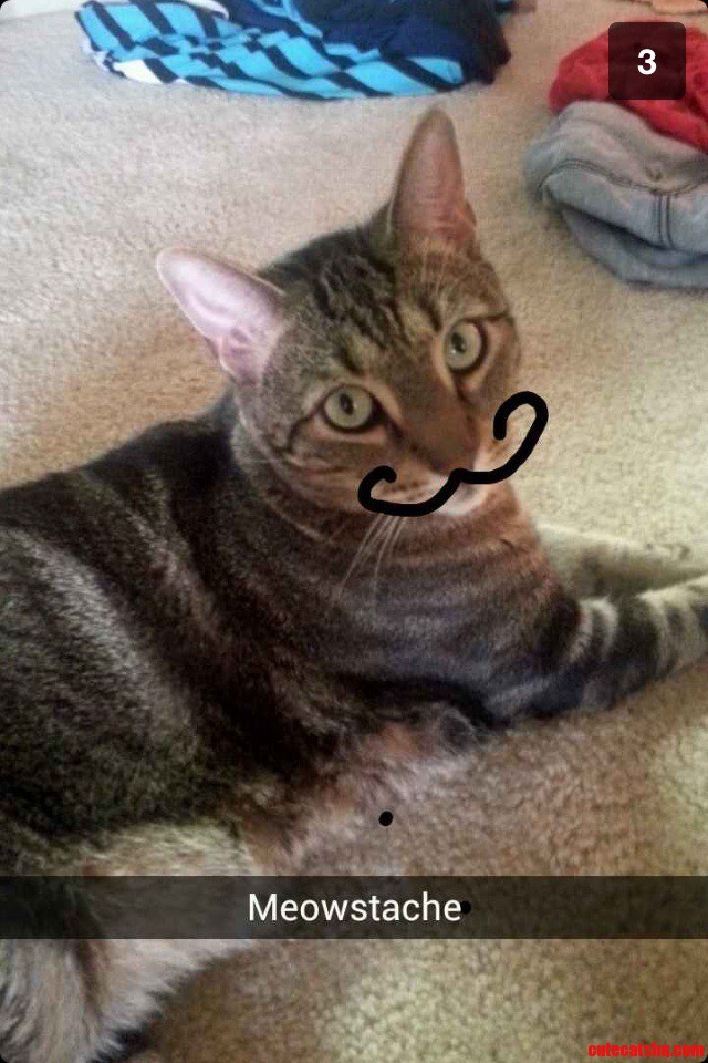 Meowstache