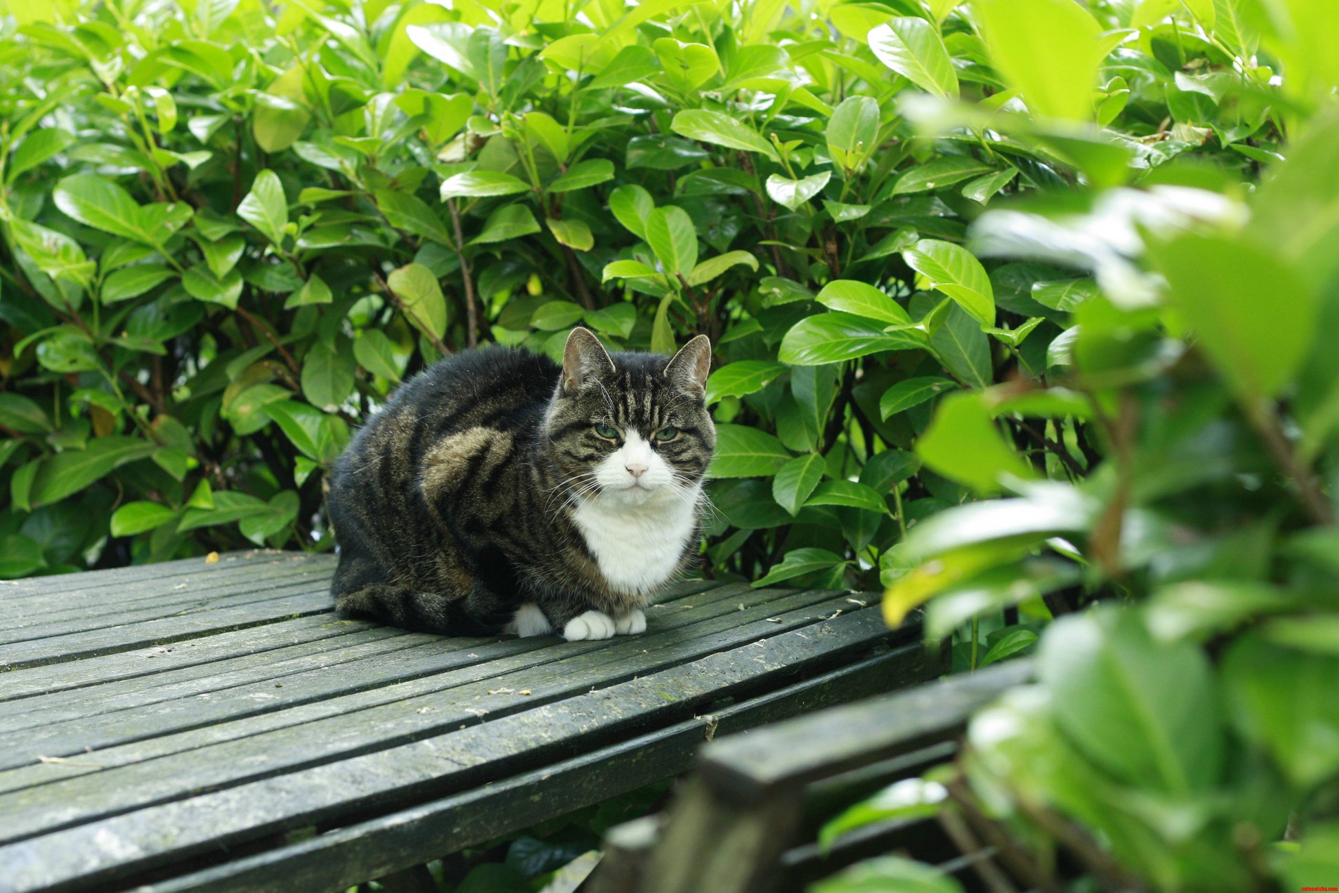 Met This Marvellous Fella in Amsterdam