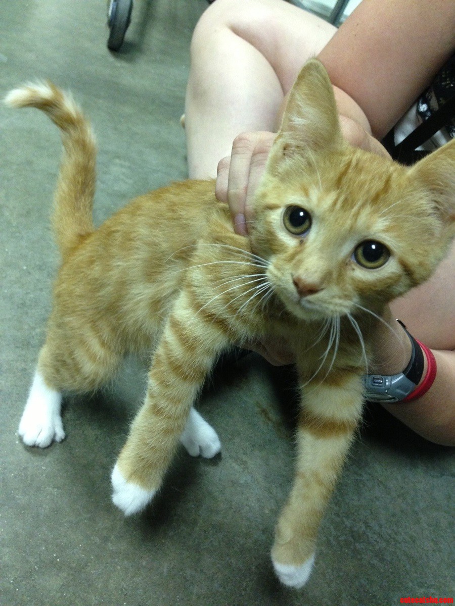 Met This Young Lady at the Local Animal Shelter. Hope She Finds a Home Quickly