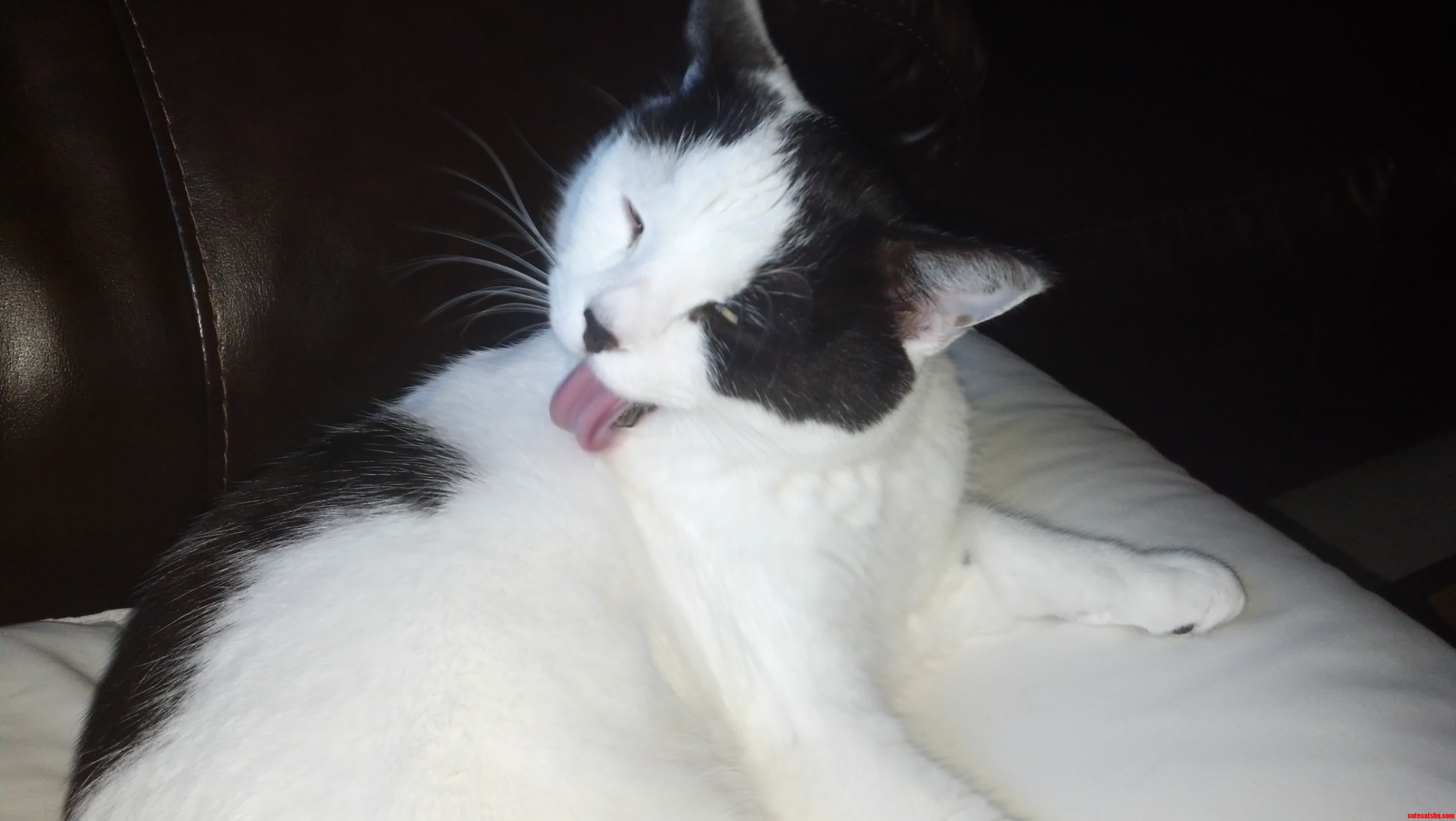 Mid-lick.. How Classy