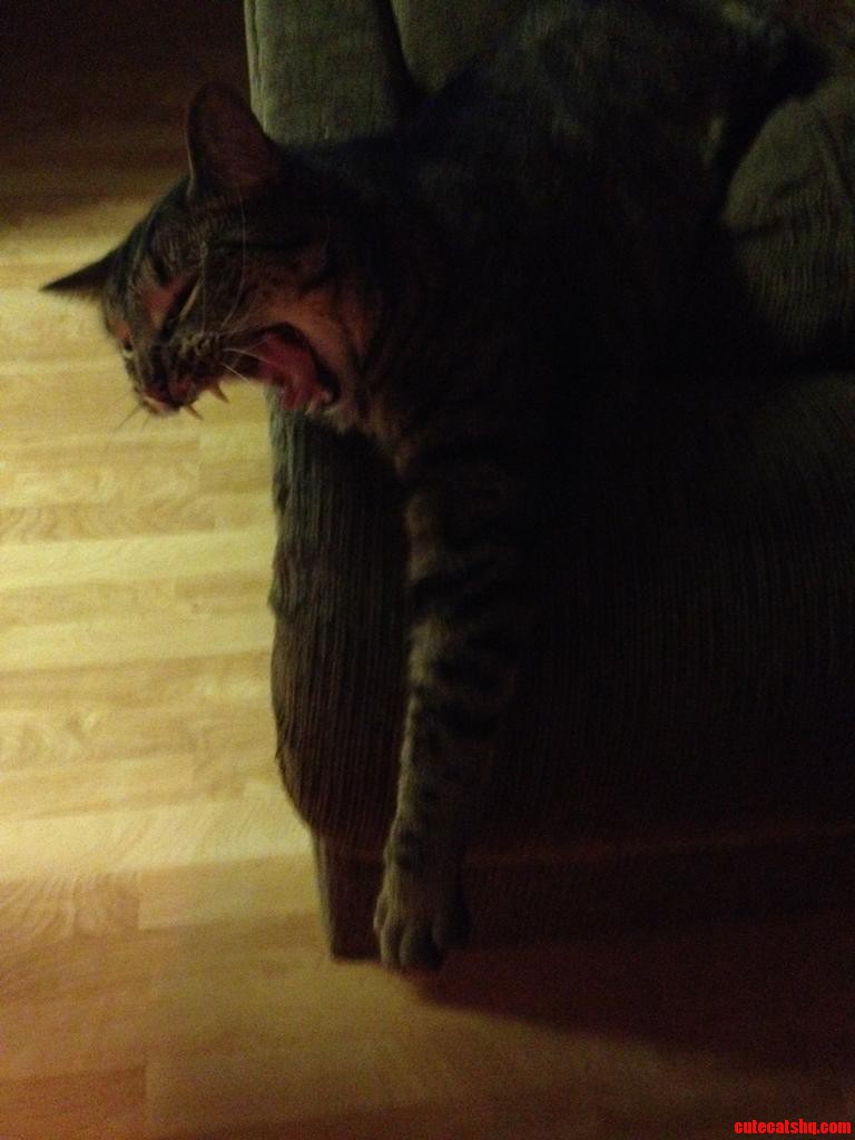 Mid Yawn