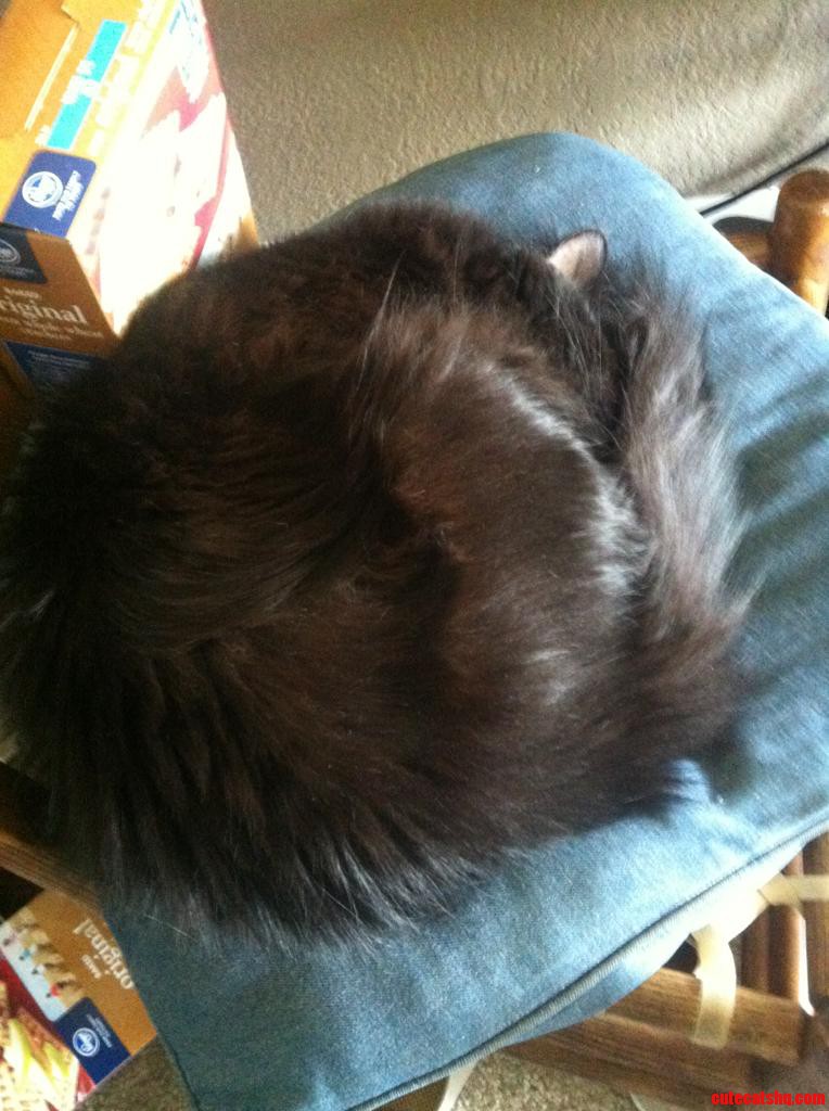Minx Finally Achieves Full Catball.