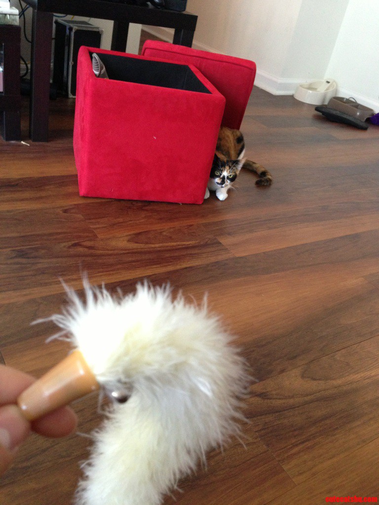 Mistey Enjoying Her Favorite Toy