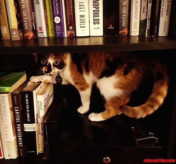 Mitsey Catching Up on Some Fine Novels