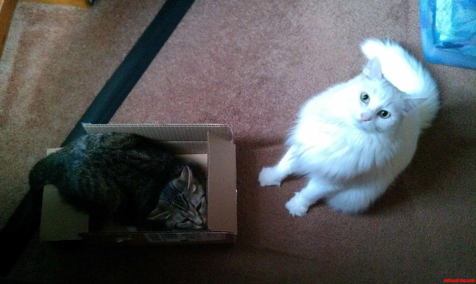 Mommy.... It S My Turn to Sit in the Box