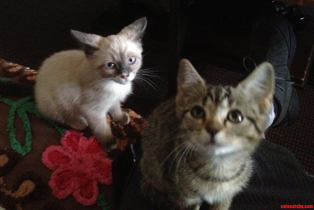 Moonpie and Tygra  the Strays That Showed Up at Our House Last Week