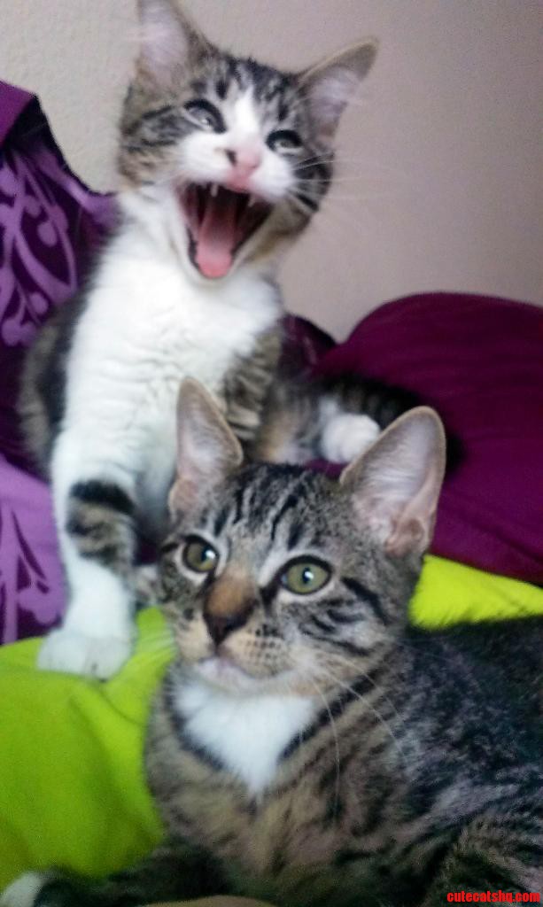 Moooom   He S Touching Me with His Tail Again